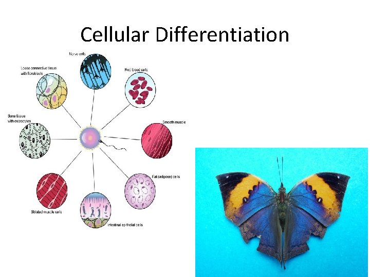 Cellular Differentiation 