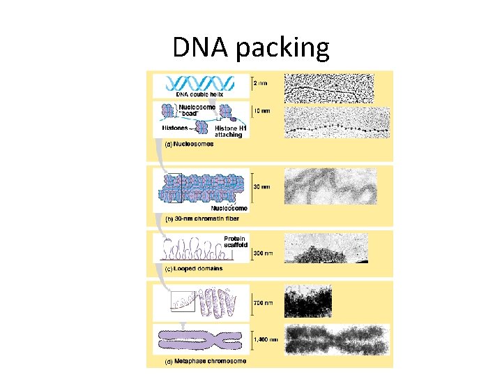DNA packing 
