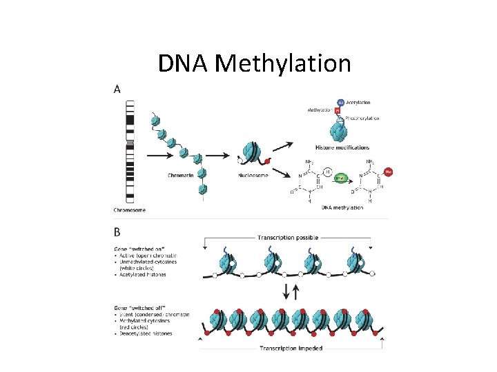 DNA Methylation 