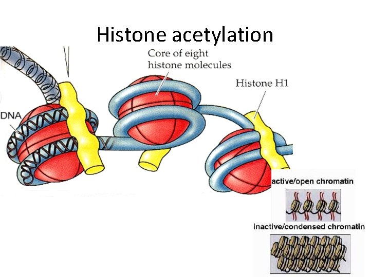 Histone acetylation 
