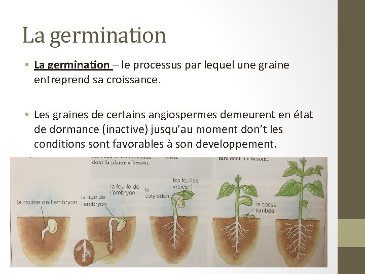 La germination • La germination – le processus par lequel une graine entreprend sa