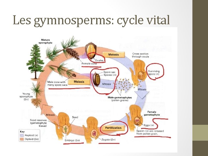 Les gymnosperms: cycle vital 