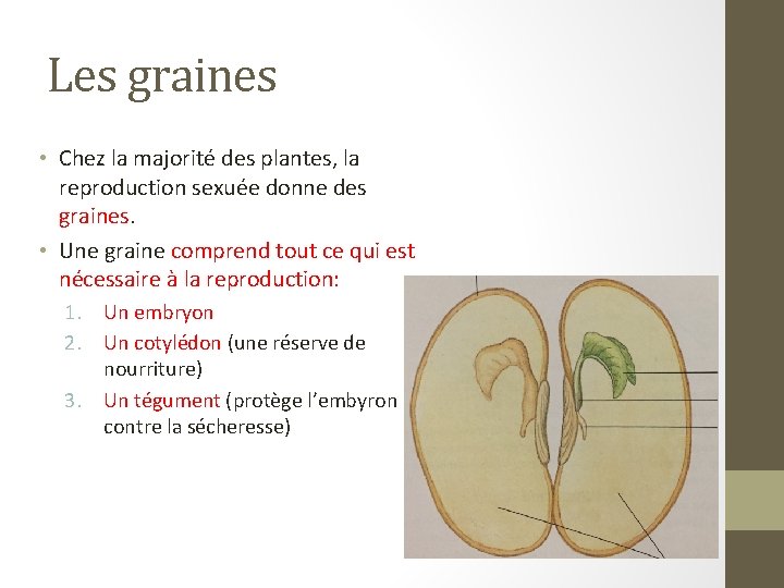 Les graines • Chez la majorité des plantes, la reproduction sexuée donne des graines.