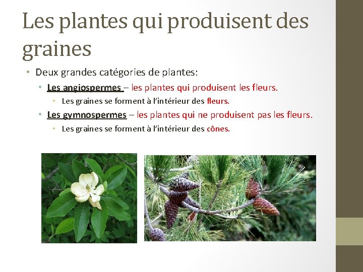 Les plantes qui produisent des graines • Deux grandes catégories de plantes: • Les