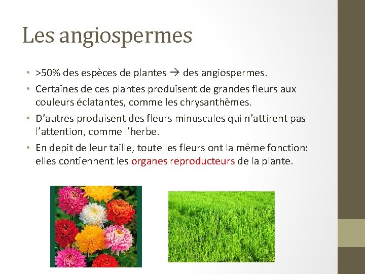 Les angiospermes • >50% des espèces de plantes des angiospermes. • Certaines de ces