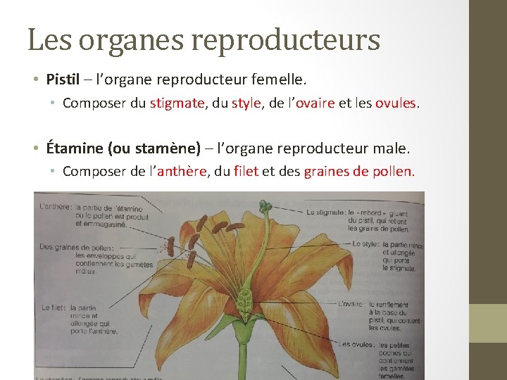 Les organes reproducteurs • Pistil – l’organe reproducteur femelle. • Composer du stigmate, du