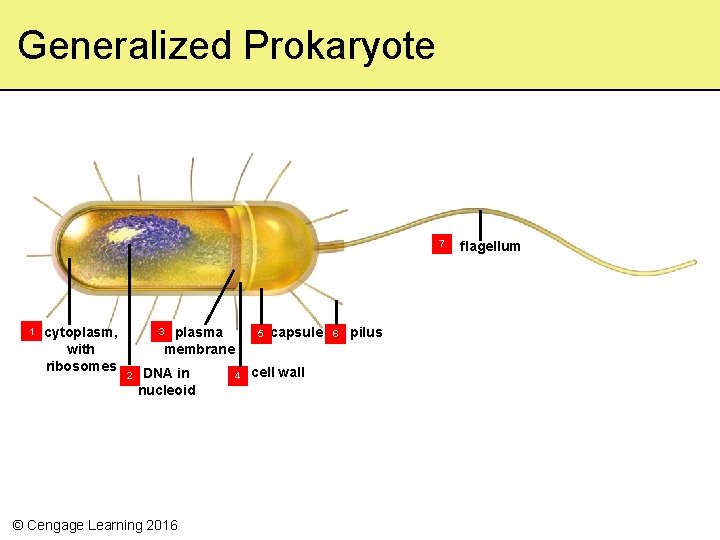 Generalized Prokaryote 7 1 cytoplasm, with ribosomes plasma membrane 3 2 DNA in nucleoid