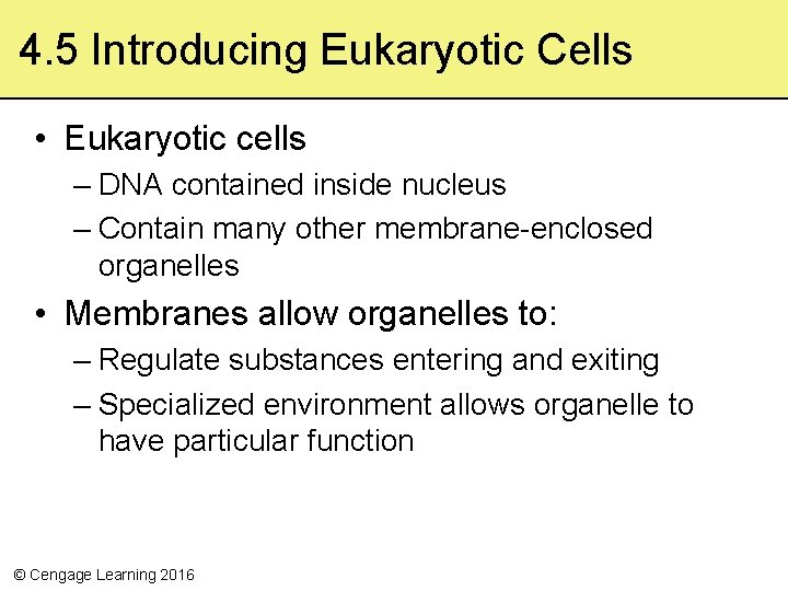 4. 5 Introducing Eukaryotic Cells • Eukaryotic cells – DNA contained inside nucleus –