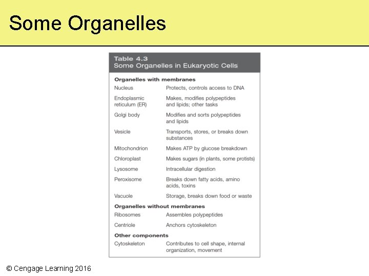 Some Organelles © Cengage Learning 2016 