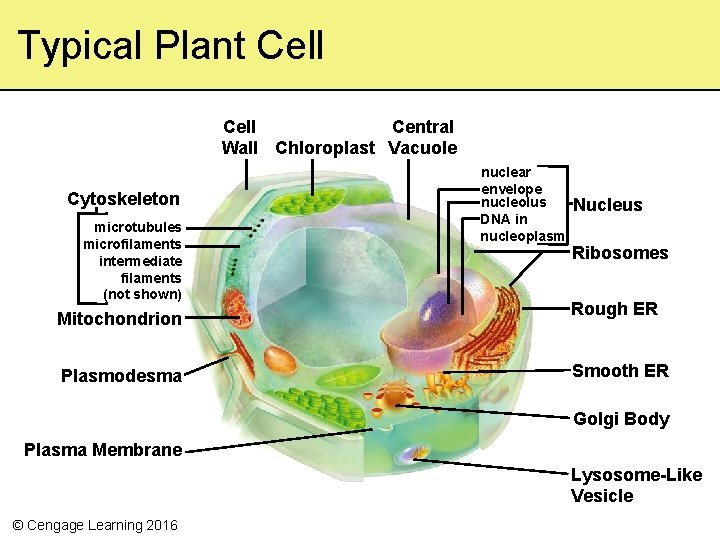 Typical Plant Cell Central Wall Chloroplast Vacuole Cytoskeleton microtubules microfilaments intermediate filaments (not shown)