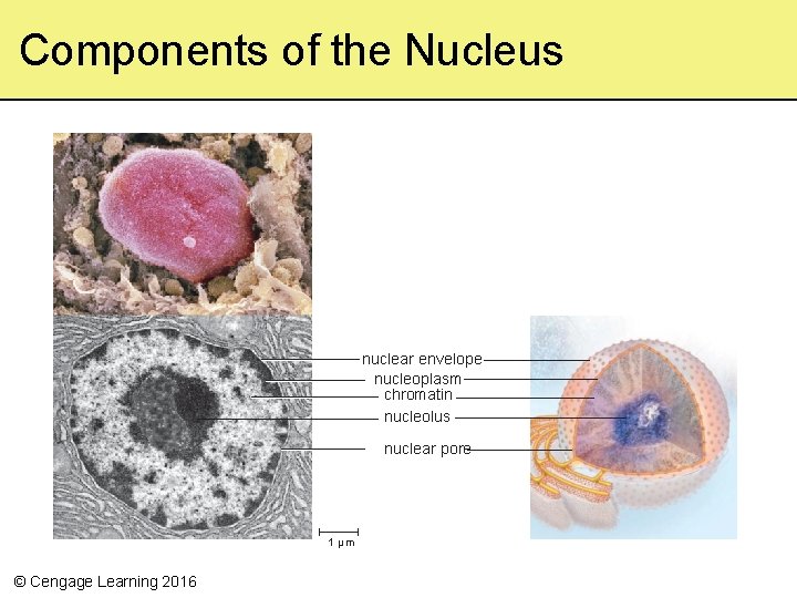 Components of the Nucleus nuclear envelope nucleoplasm chromatin nucleolus nuclear pore 1 µm ©