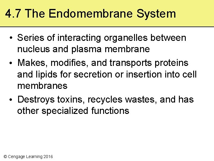 4. 7 The Endomembrane System • Series of interacting organelles between nucleus and plasma