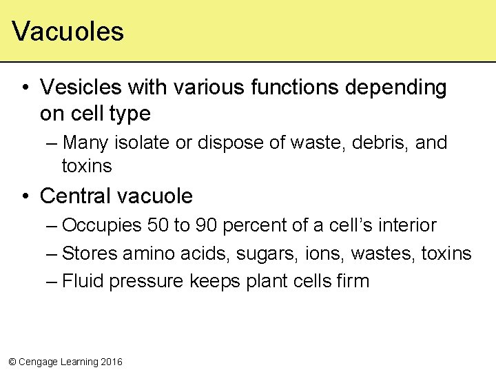 Vacuoles • Vesicles with various functions depending on cell type – Many isolate or