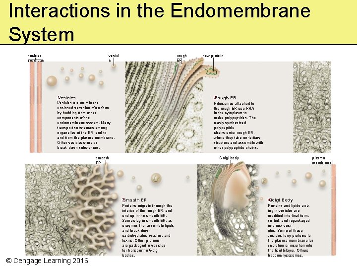 Interactions in the Endomembrane System nuclear envelope vesicl e rough ER new protein 1