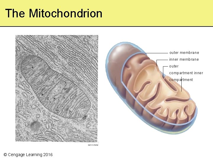 The Mitochondrion outer membrane inner membrane outer compartment inner compartment © Cengage Learning 2016