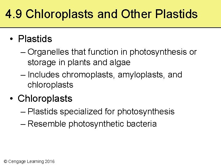 4. 9 Chloroplasts and Other Plastids • Plastids – Organelles that function in photosynthesis
