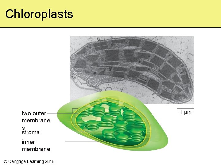 Chloroplasts two outer membrane s stroma inner membrane © Cengage Learning 2016 1 µm