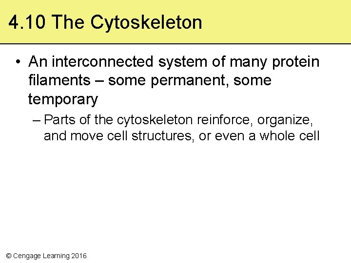 4. 10 The Cytoskeleton • An interconnected system of many protein filaments – some