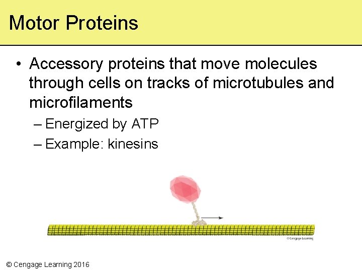 Motor Proteins • Accessory proteins that move molecules through cells on tracks of microtubules