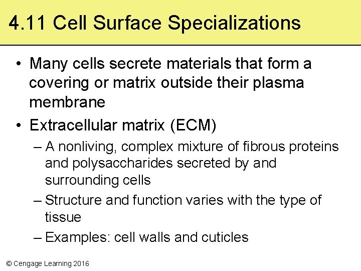 4. 11 Cell Surface Specializations • Many cells secrete materials that form a covering