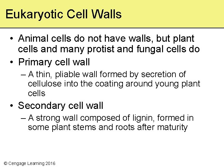 Eukaryotic Cell Walls • Animal cells do not have walls, but plant cells and