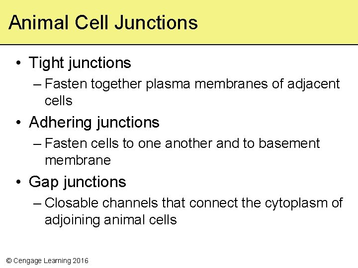 Animal Cell Junctions • Tight junctions – Fasten together plasma membranes of adjacent cells