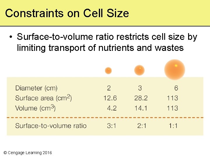 Constraints on Cell Size • Surface to volume ratio restricts cell size by limiting