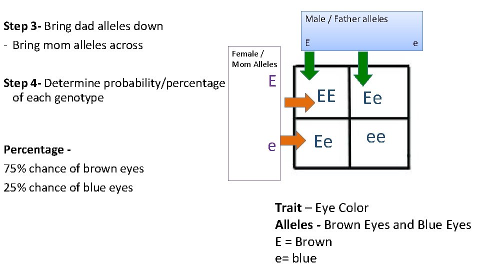 Step 3 - Bring dad alleles down - Bring mom alleles across Step 4