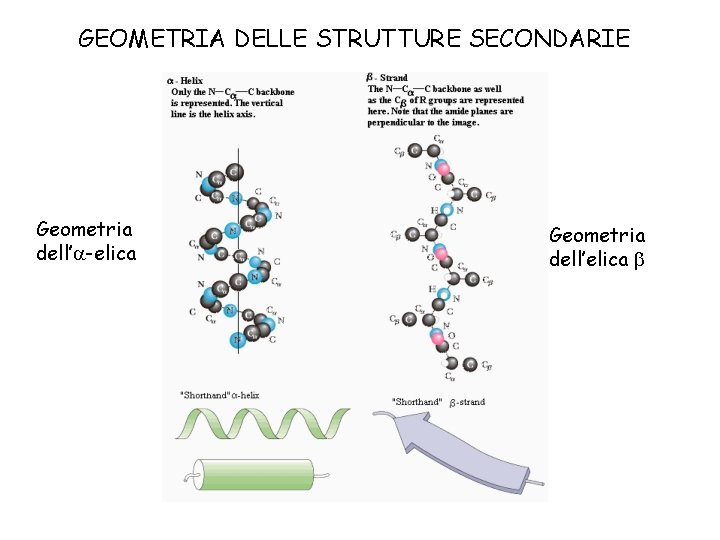 GEOMETRIA DELLE STRUTTURE SECONDARIE Geometria dell’ -elica Geometria dell’elica 