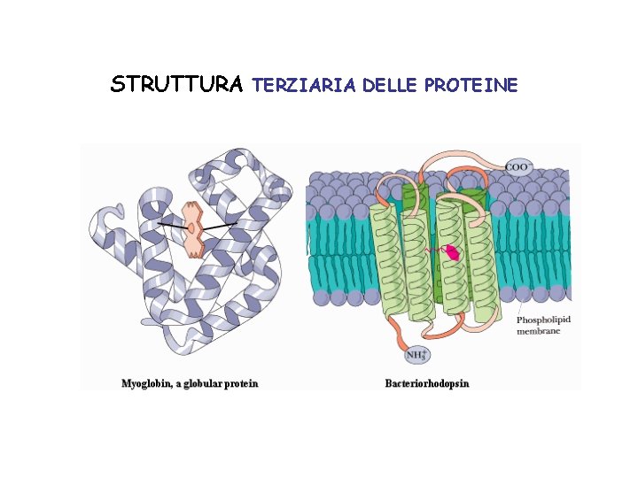 STRUTTURA TERZIARIA DELLE PROTEINE 