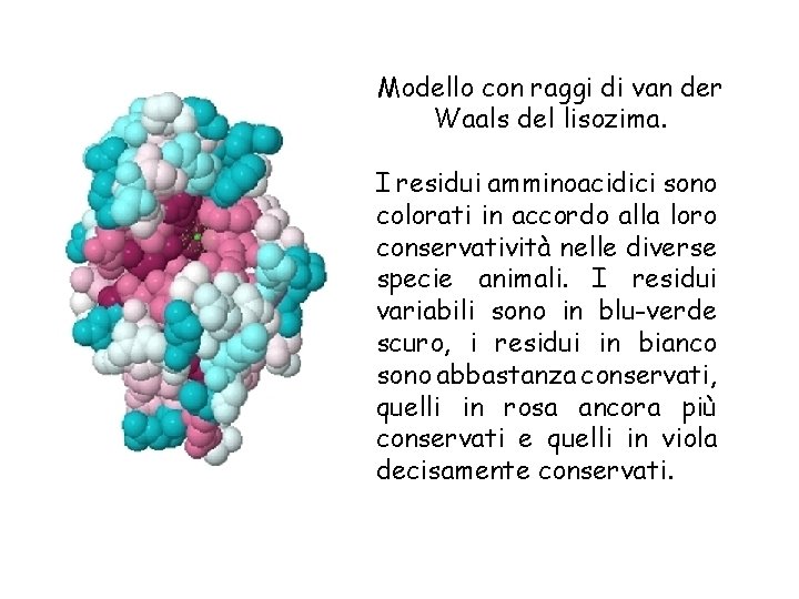 Modello con raggi di van der Waals del lisozima. I residui amminoacidici sono colorati