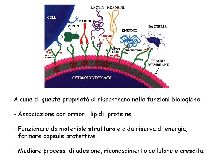 Alcune di queste proprietà si riscontrano nelle funzioni biologiche - Associazione con ormoni, lipidi,