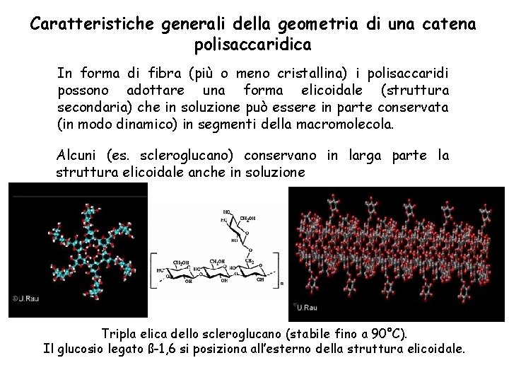 Caratteristiche generali della geometria di una catena polisaccaridica In forma di fibra (più o