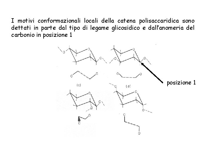 I motivi conformazionali locali della catena polisaccaridica sono dettati in parte dal tipo di