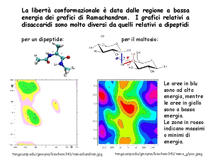 La libertà conformazionale è data dalle regione a bassa energia dei grafici di Ramachandran.