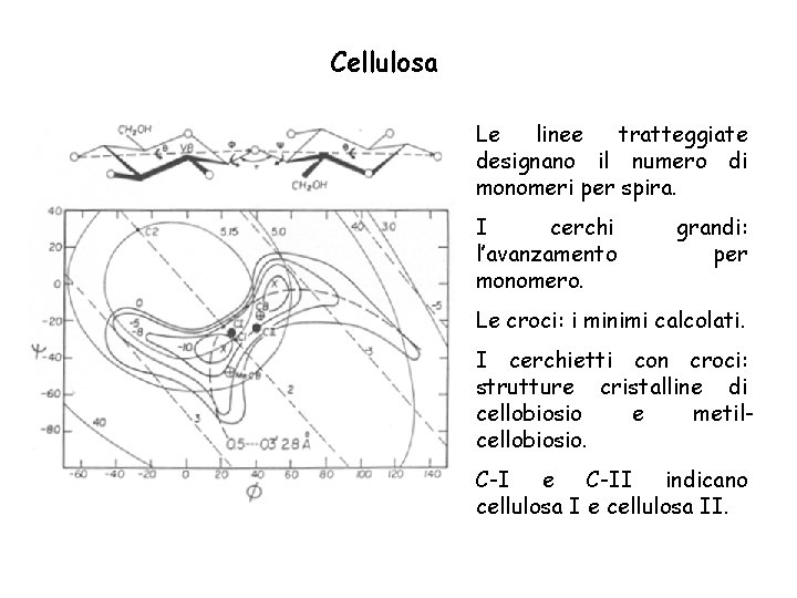 Cellulosa Le linee tratteggiate designano il numero di monomeri per spira. I cerchi l’avanzamento