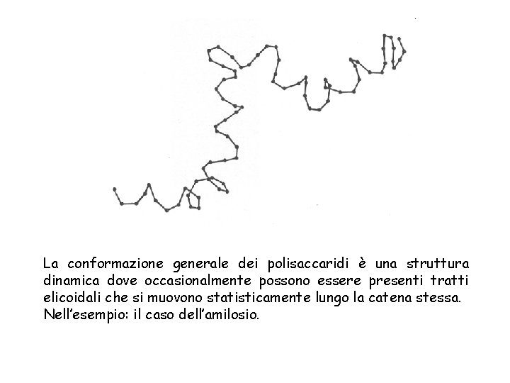 La conformazione generale dei polisaccaridi è una struttura dinamica dove occasionalmente possono essere presenti