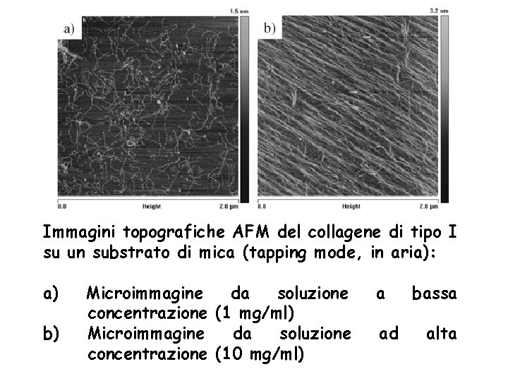 Immagini topografiche AFM del collagene di tipo I su un substrato di mica (tapping