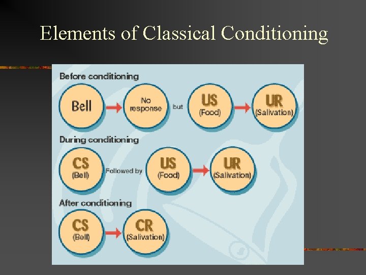 Elements of Classical Conditioning 