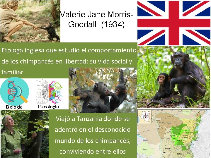 Valerie Jane Morris. Goodall (1934) Etóloga inglesa que estudió el comportamiento de los chimpancés