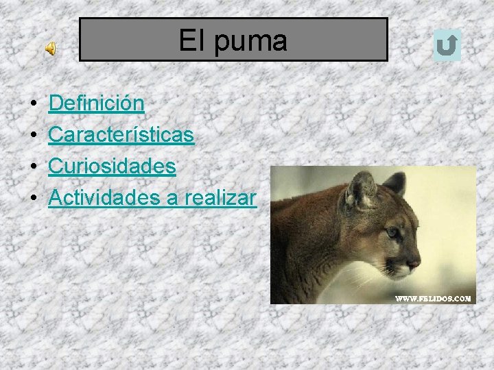 puma y sus caracteristicas