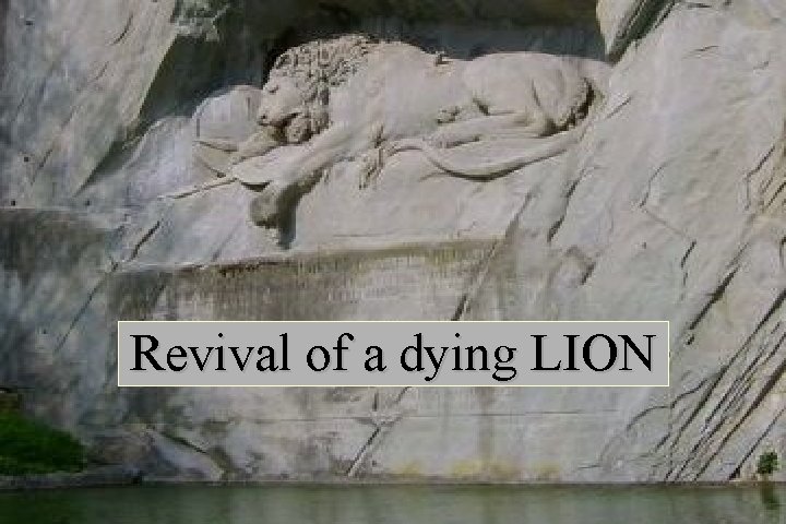 Revival of a dying LION 
