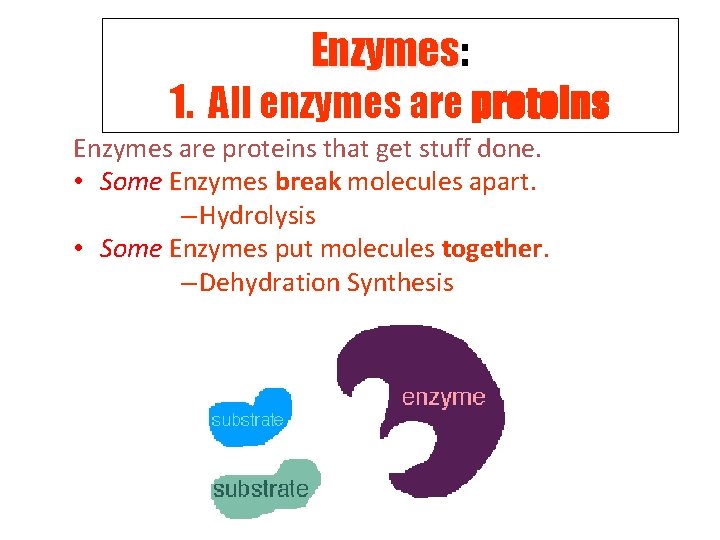 Enzymes: Enzymes 1. All enzymes are proteins Enzymes are proteins that get stuff done.