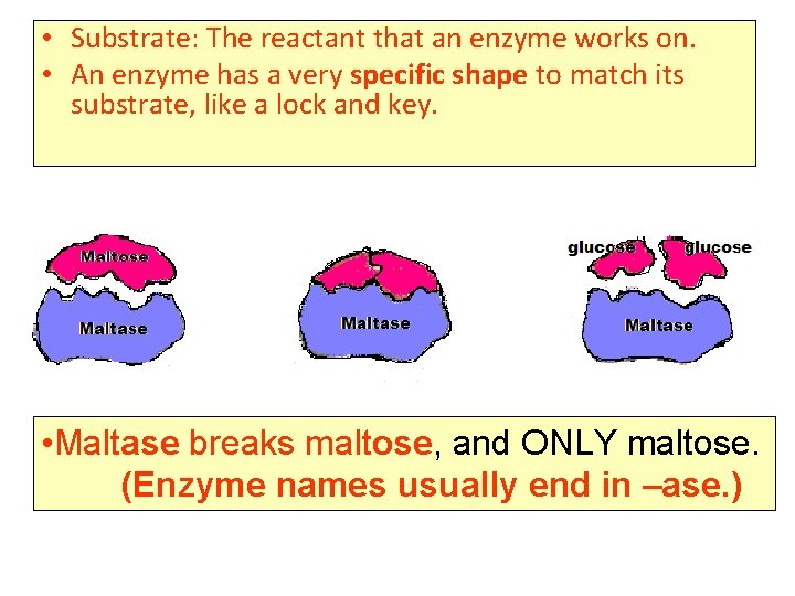  • Substrate: The reactant that an enzyme works on. • An enzyme has