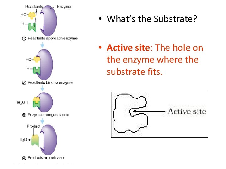  • What’s the Substrate? • Active site: The hole on the enzyme where