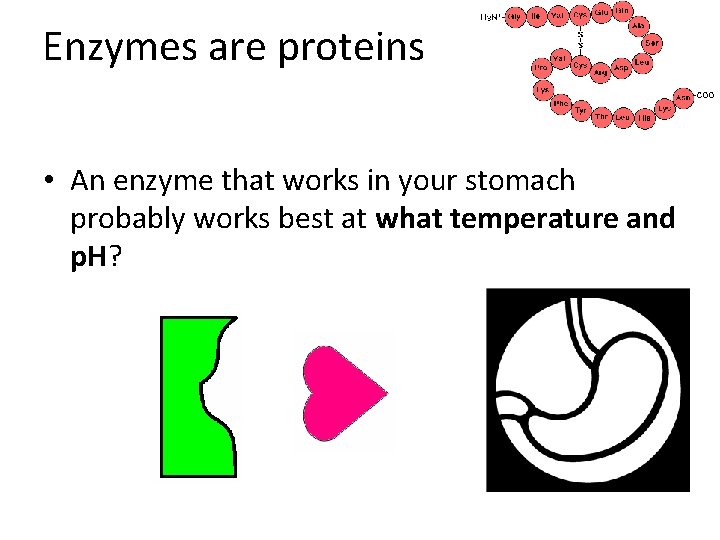 Enzymes are proteins • An enzyme that works in your stomach probably works best