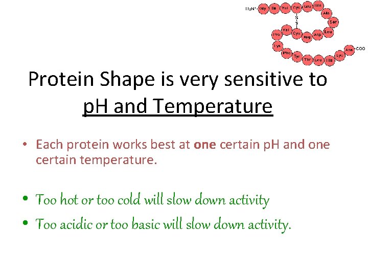 Protein Shape is very sensitive to p. H and Temperature • Each protein works