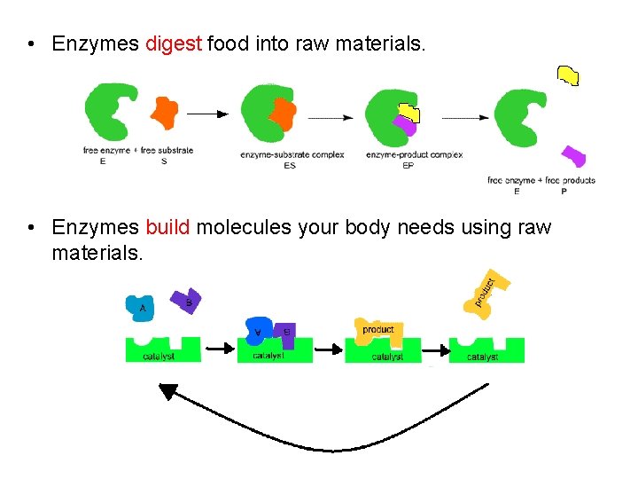  • Enzymes digest food into raw materials. • Enzymes build molecules your body