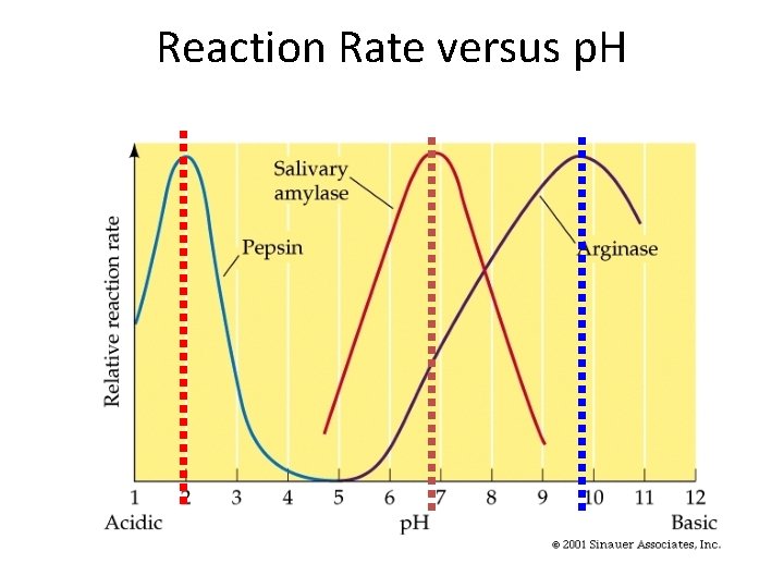 Reaction Rate versus p. H 