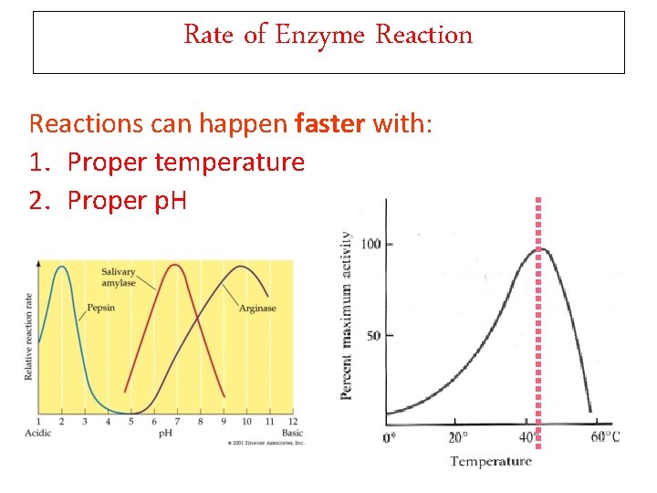 Rate of Enzyme Reactions can happen faster with: 1. Proper temperature 2. Proper p.